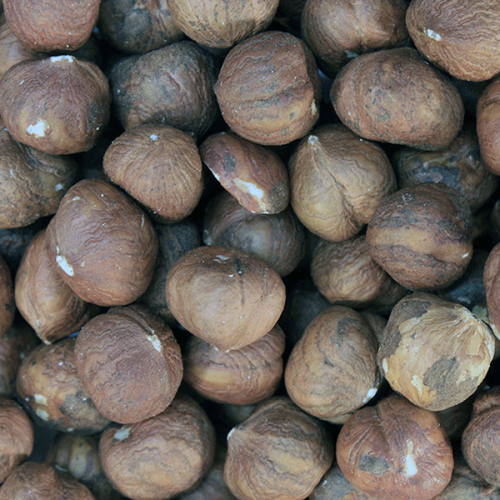 Hazelnuts - Organic - 2.5kg